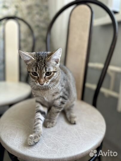 Котенок Кошка девочка