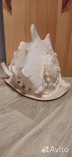 Морские ракушки раковины