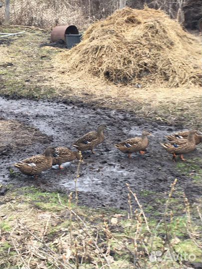 Подсадные утки