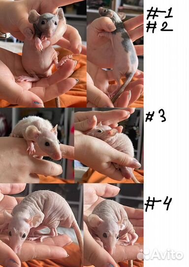 Отдаю Декоративных крысят Элит класса