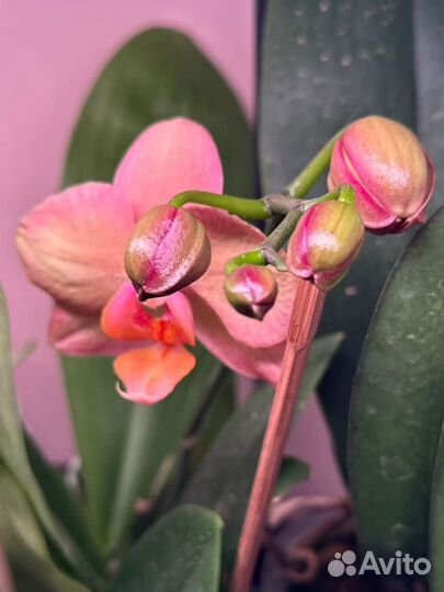 Орхидея Легато (Smoky Pink Смоки Пинк) Бронь