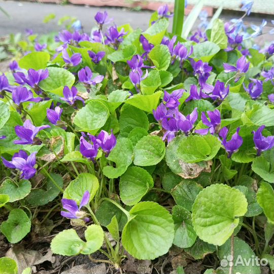 Фиалка садовая