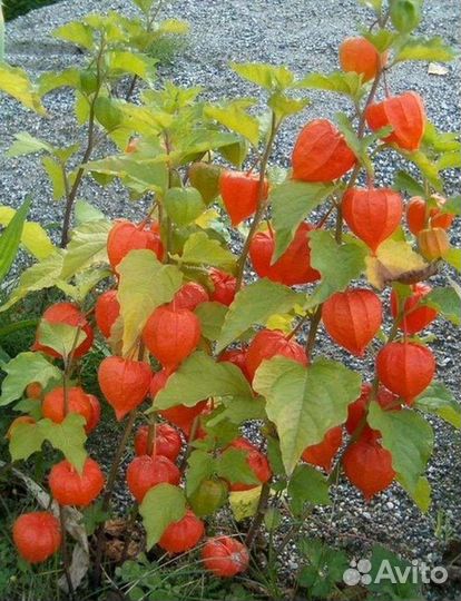 Физалис декоративный