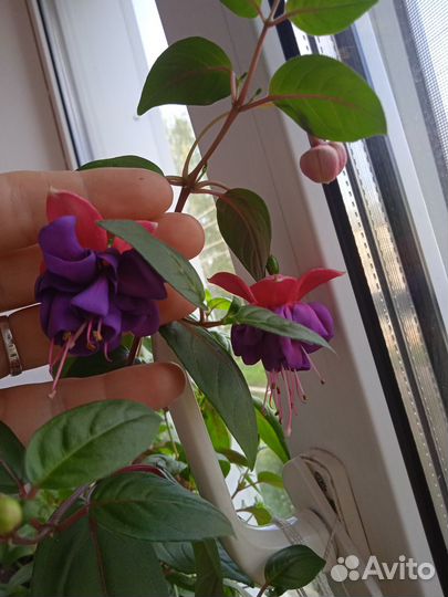 Черенки фуксии