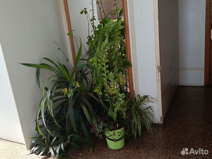 Комнатное растение Педилантус 125 см