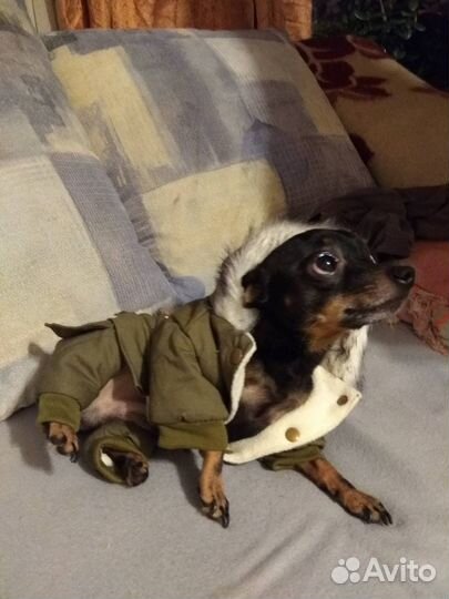 Бежевый и зеленый пуховички для маленьких собак, н