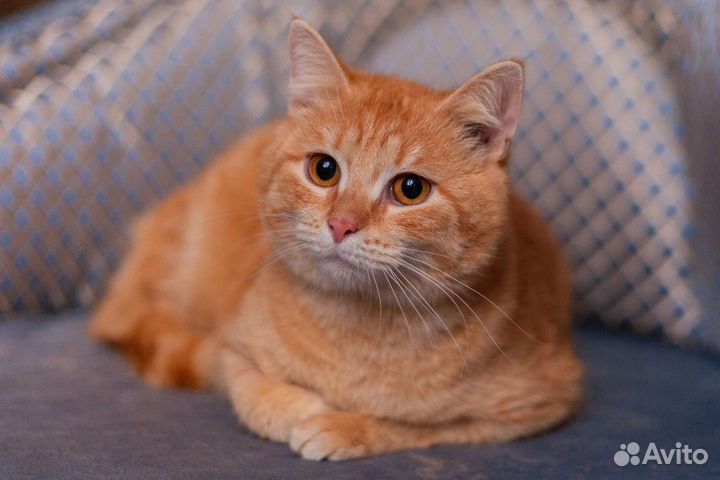 Котик в добрые руки