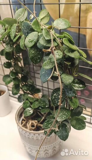 Хойи (излишки, укорененные)