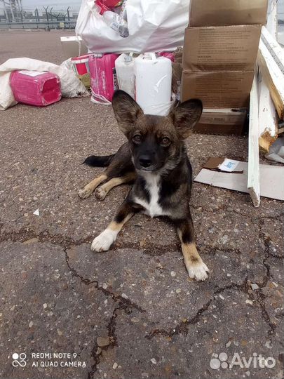 Обоятельный Даниссимо ищет дом