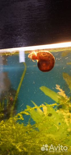 Улитки аквариумные