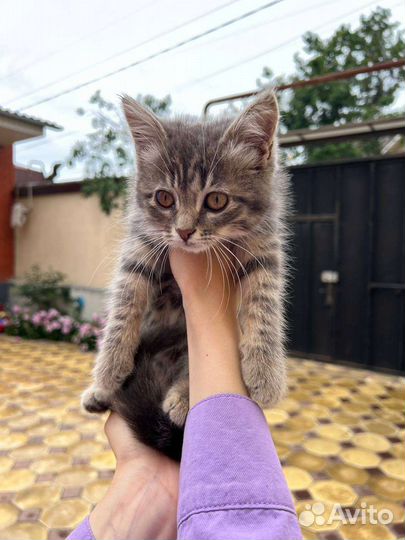 Котята. Девочка Ляля. мальчик метис.В добрые руки