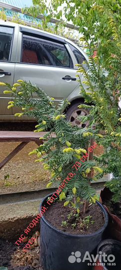 Мискантусы