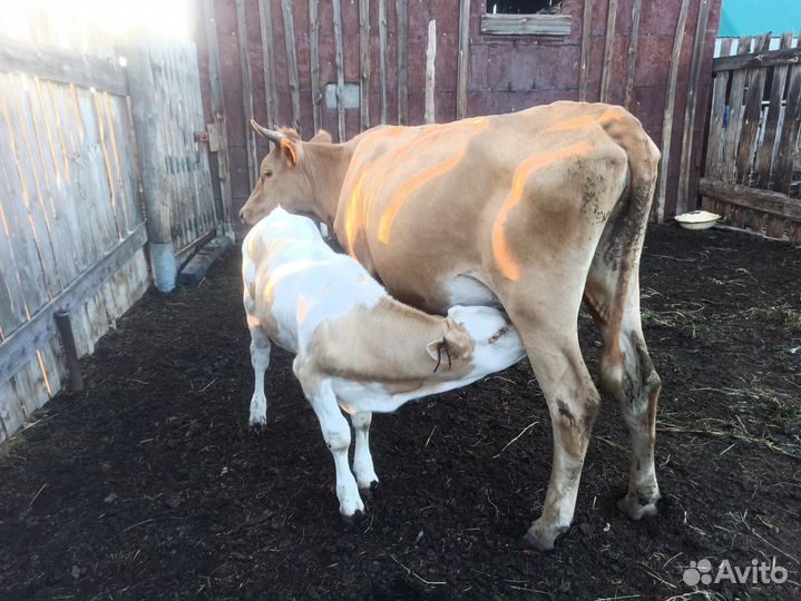 Корова дойная с теленком