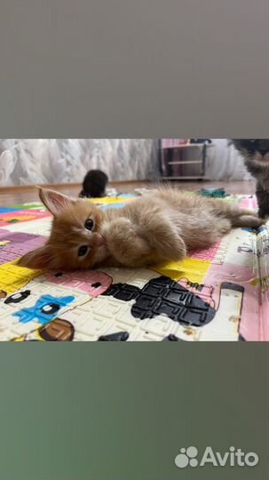 Котята мейн-кун