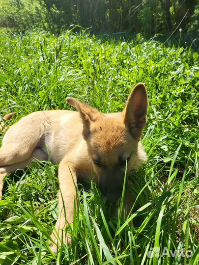 Щенок девочка в добрые руки бесплатно