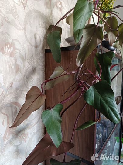 Комнатное растение liana