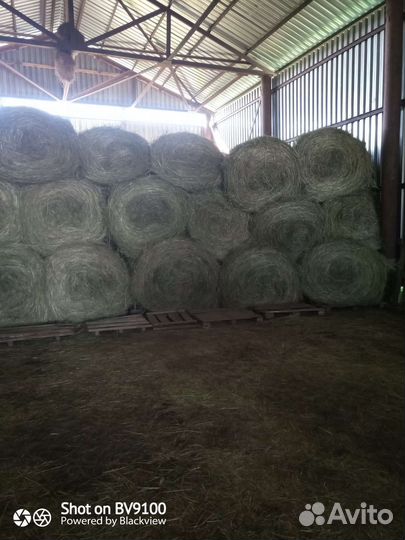 Сено луговое 2024года