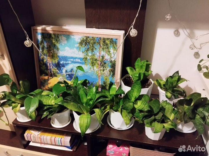 Сансевиерия ханни