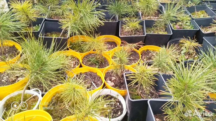 Кедр сибирский (сосна кедровая)