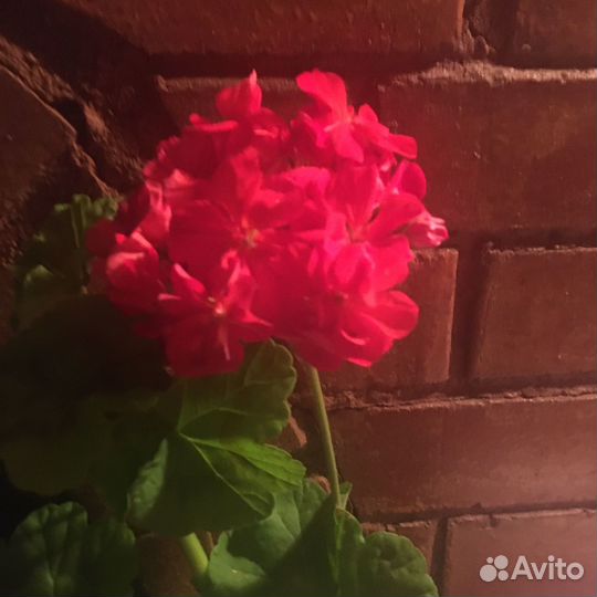 Пеларгония герань