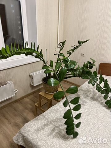 Замиокулькас