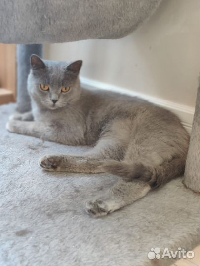 Котята ищут дом