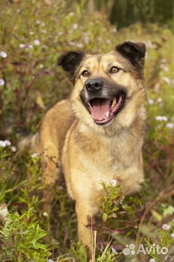 Ищем дом для особенного Мухтара