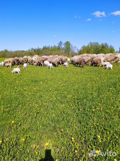 Катумские овцы и ягнята