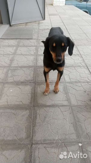 Собаки бесплатно