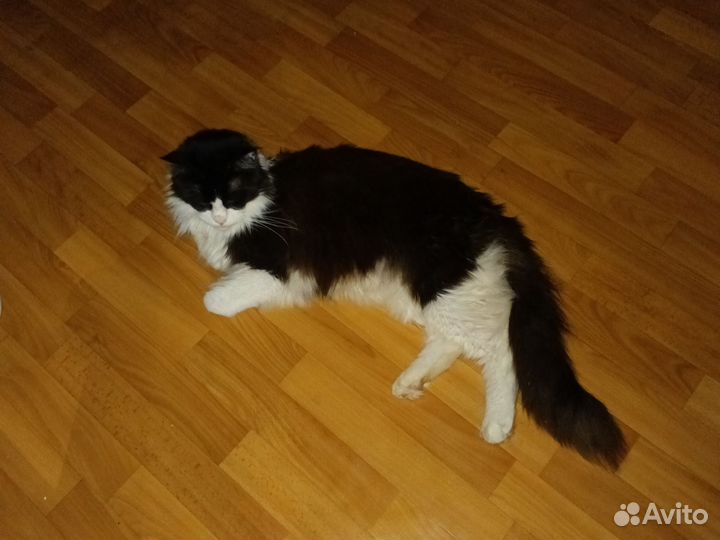 Продам кота. Мэйнкун