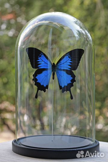 Бабочка под куполом