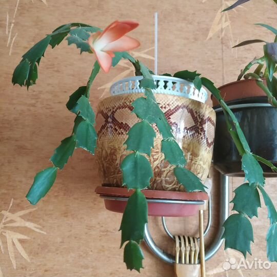 Домашние цветы разные