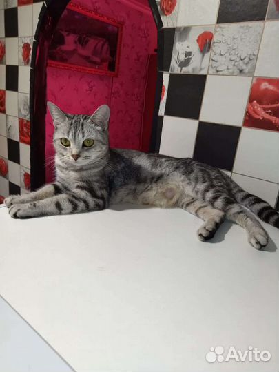 Шотландская кошка бесплатно