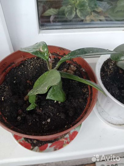 Хойя, толстянка