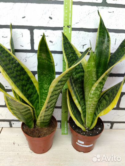 Сансевиерия сортовая 1