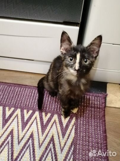 Кошка в дар бесплатно