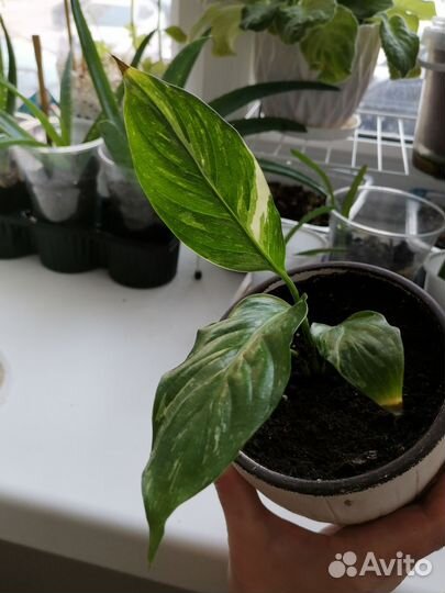 Комнатные цветы на обмен