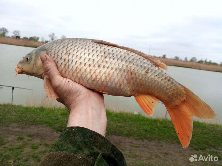 Платная рыбалка. Пруды Черноерковские
