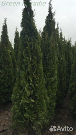 Туя Смарагд extra