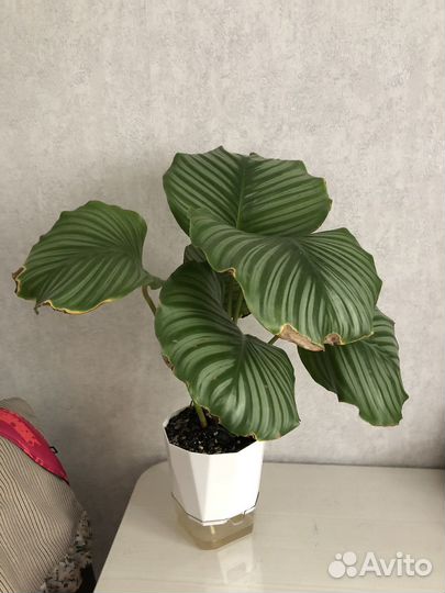 Калатея орбифолия