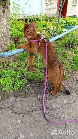 Абиссин кот вязка