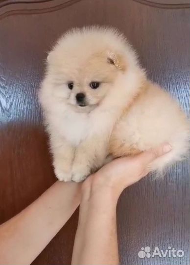 Померанский шпиц мини