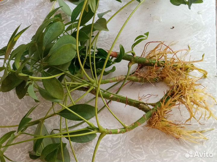 Шефлера -отростки