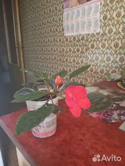 Комнатные растения