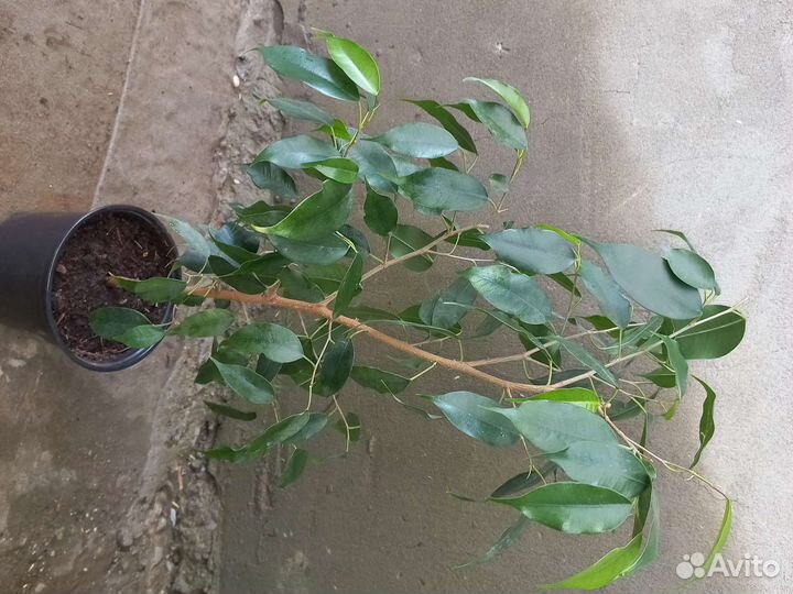 Фикус бенджамина