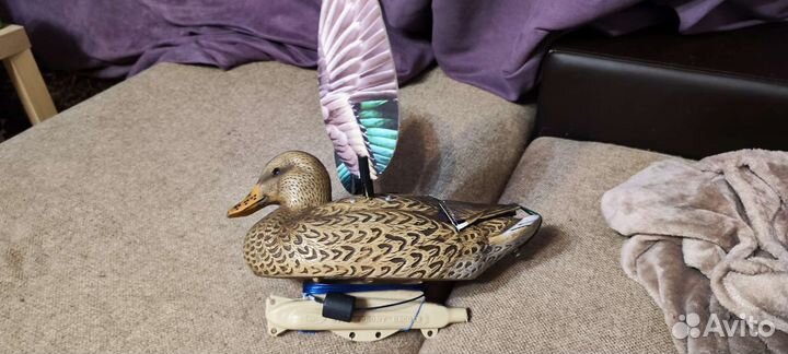 Махокрыл чучело