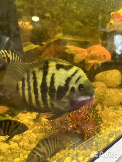 Рыба цихлида зебра