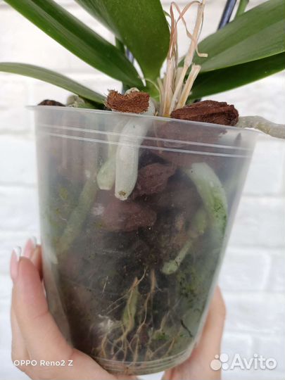 Орхидея фаленопсис бабочка Stella