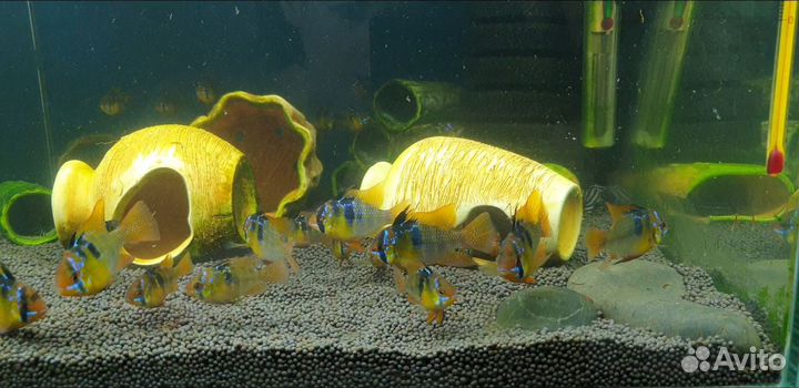 Апистограммы рамирези, скалярии