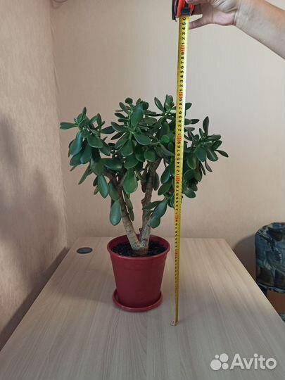 Денежное дерево толстянка